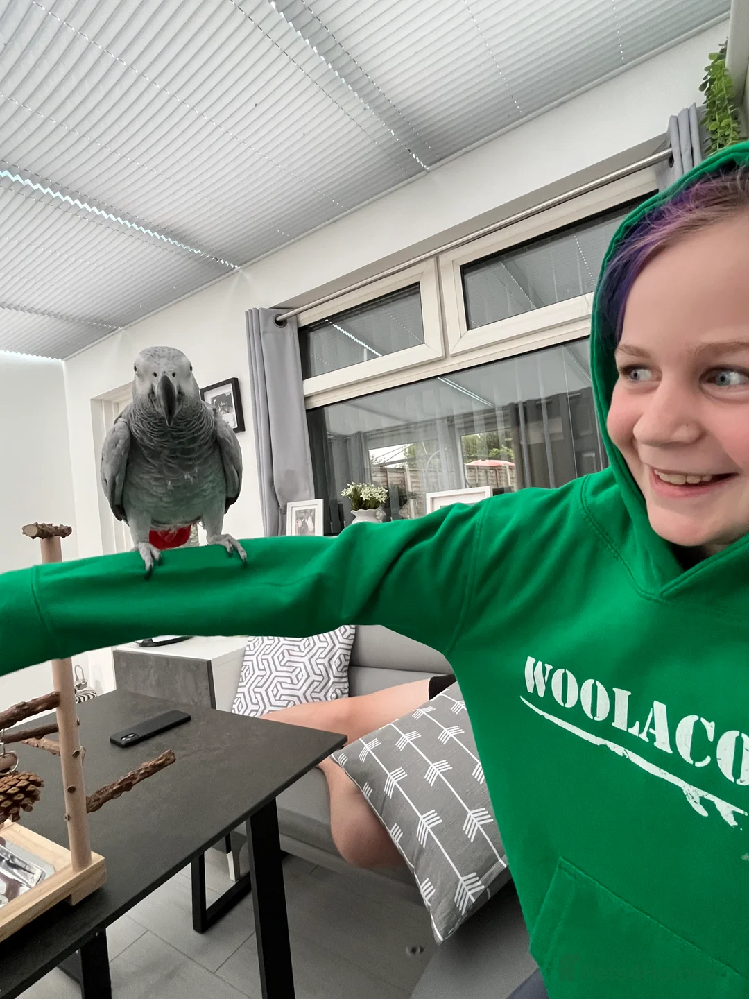 Parrots birds for sale: Extremely sad sale of our much loved Coco - Advert 11