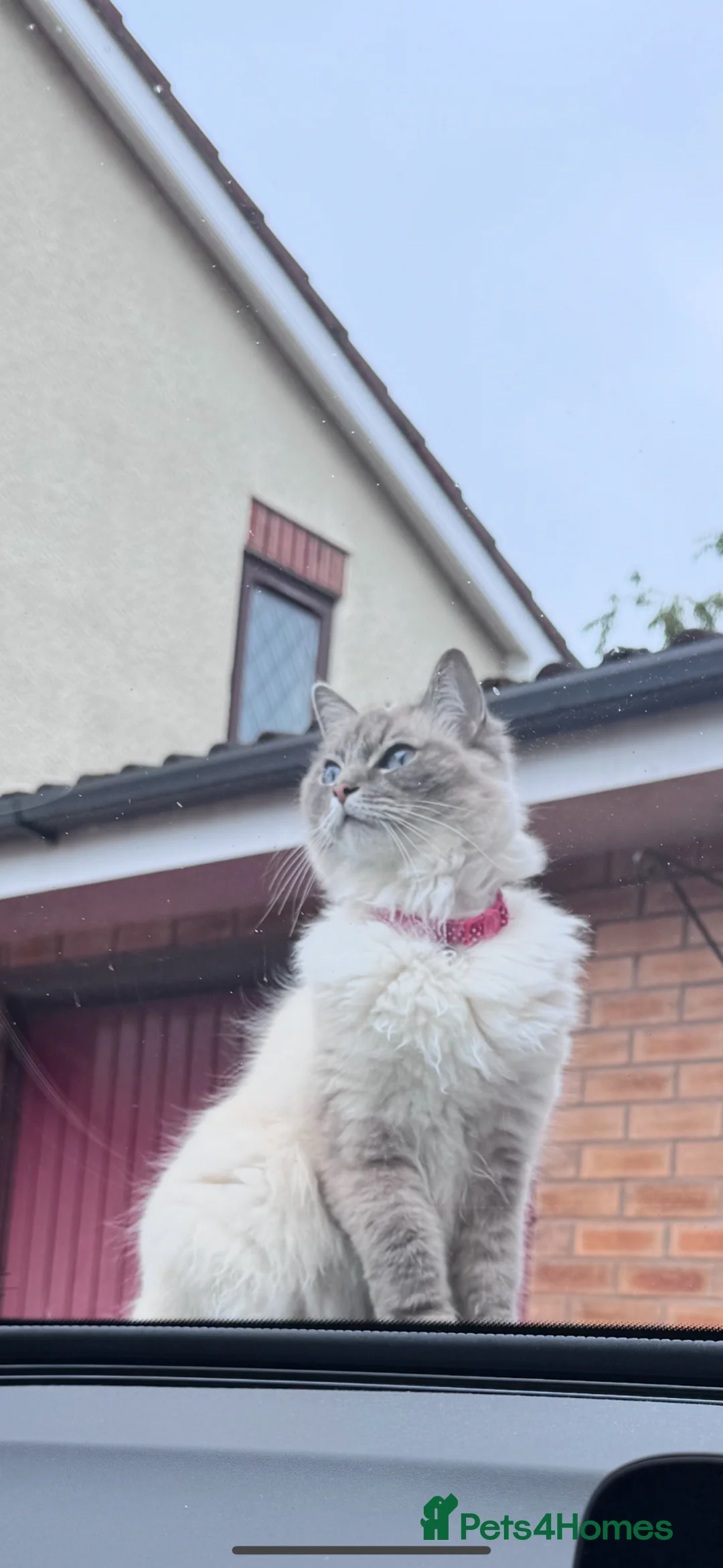 Ragdoll cats for sale: Lara  in Altrincham - Advert 1