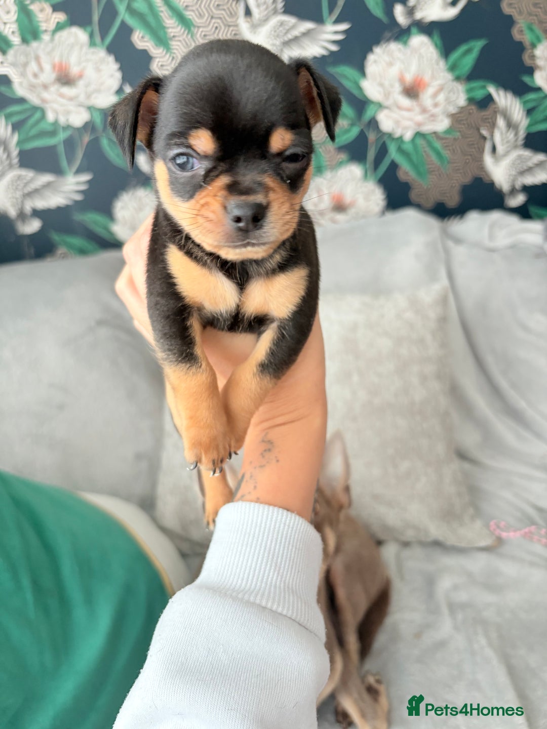 Chihuahua dogs for sale: 2 boys looking for there forever homes - Image 6