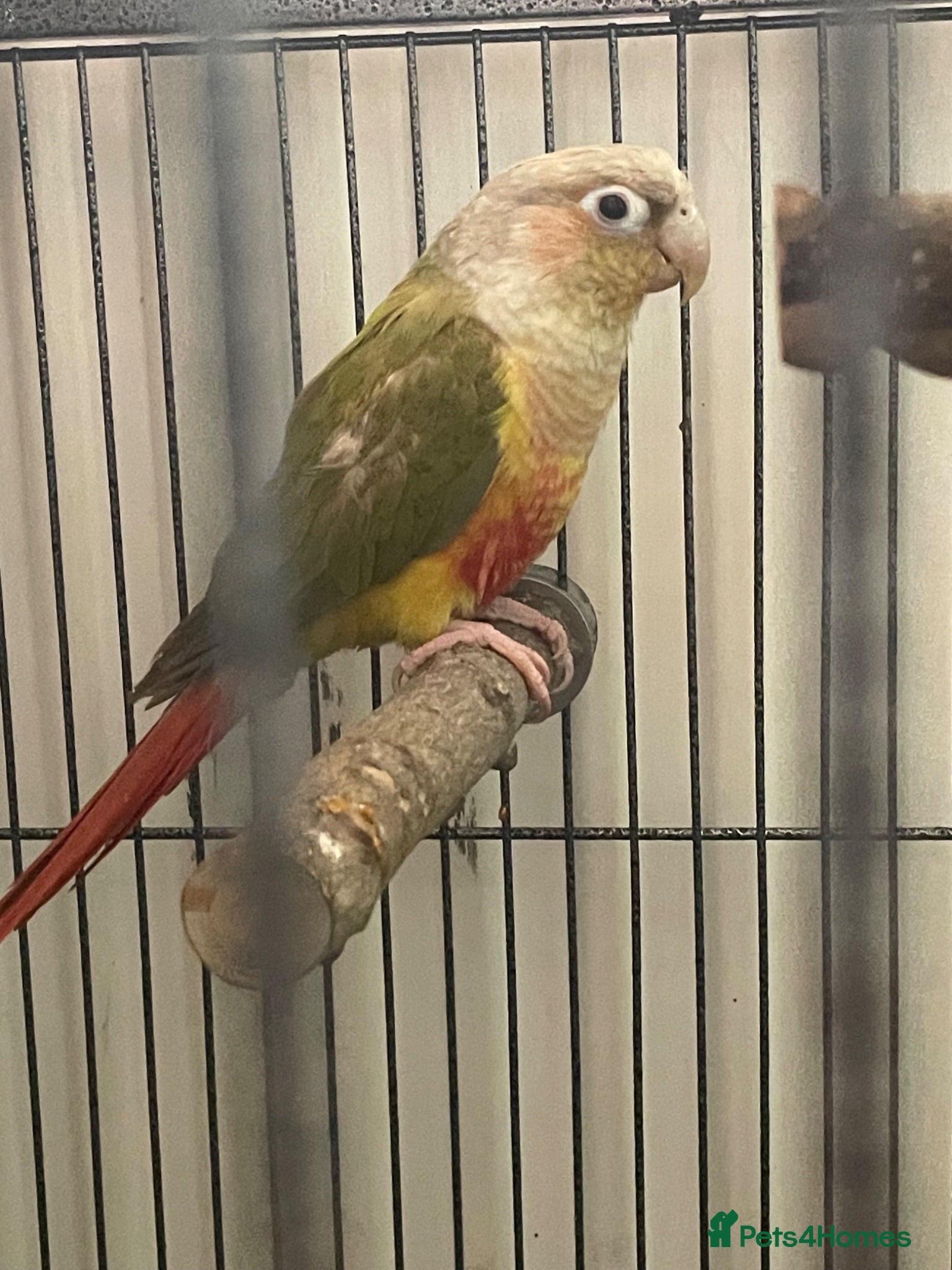 Conures birds 10 week old conure  - Advert 2