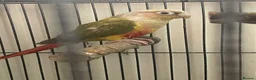 Conures birds for sale: 10 week old conure  in Rotherham - Advert 1