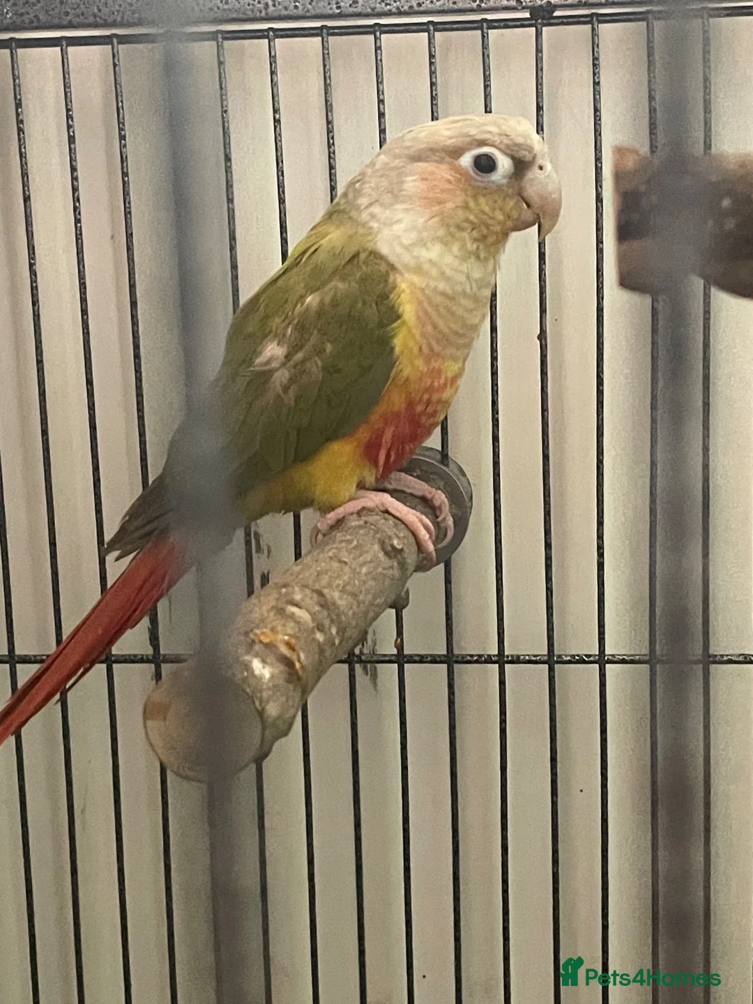 Conures birds for sale: 10 week old conure  in Rotherham - Advert 1