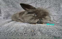 Mini Lion Lop rabbits for sale: Mini Lion Lop Buns looking for new homes - Image 7