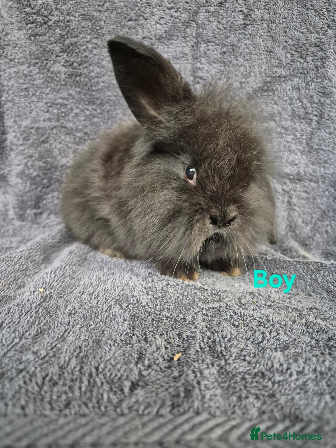 Mini Lion Lop rabbits for sale: Mini Lion Lop Buns looking for new homes - Image 7