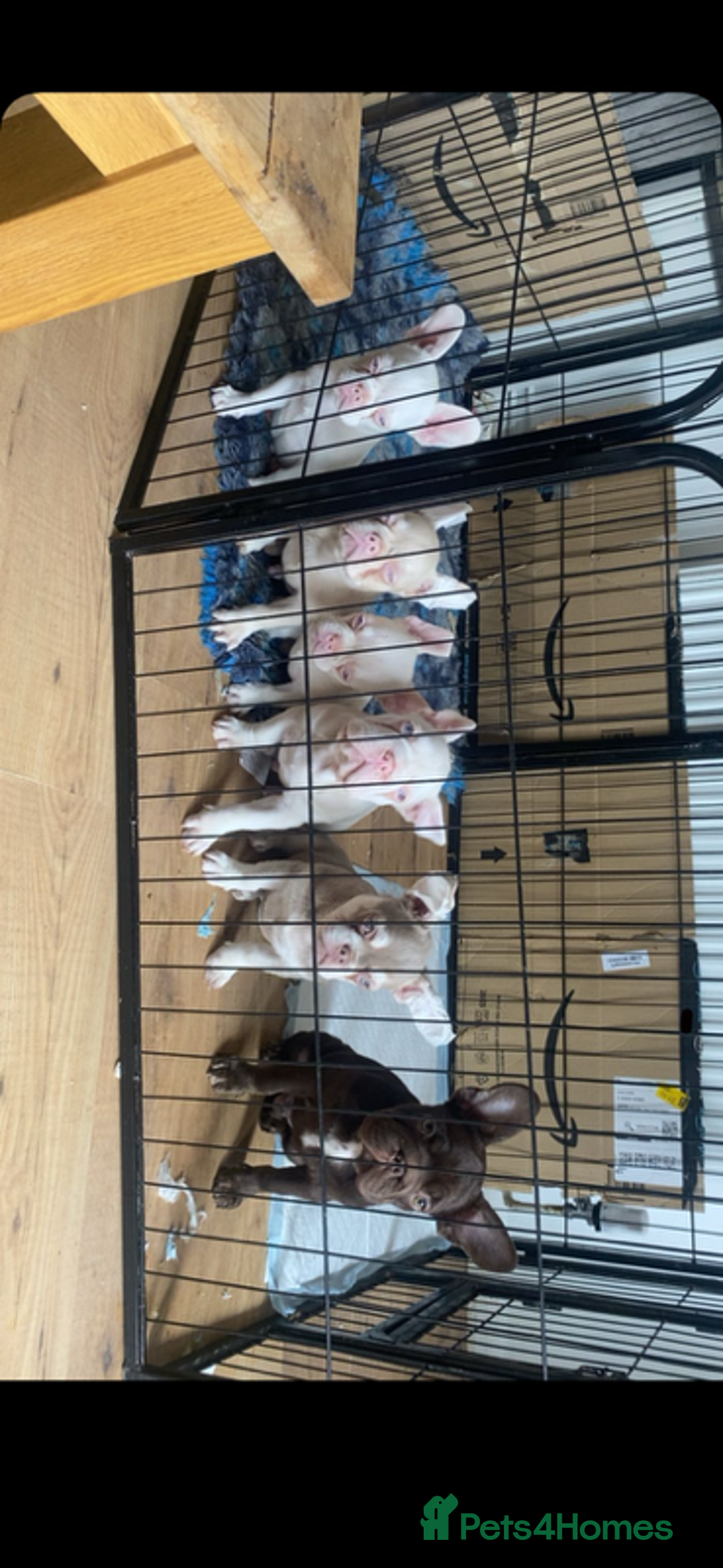 French Bulldog dogs for sale: French bull dog puppies - Image 7