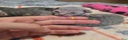 Devon Rex cats for sale: 💛 Devon Rex Kittens–2027 Litter Reservations 💛 - Advert 33