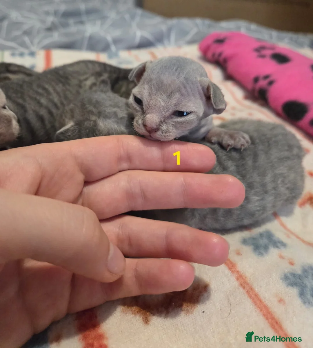 Devon Rex cats for sale: 💛 Devon Rex Kittens–2027 Litter Reservations 💛 - Advert 33