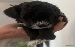 Maltipoo dogs for sale: Toy f1b maltipoos dna clear. - Image 7