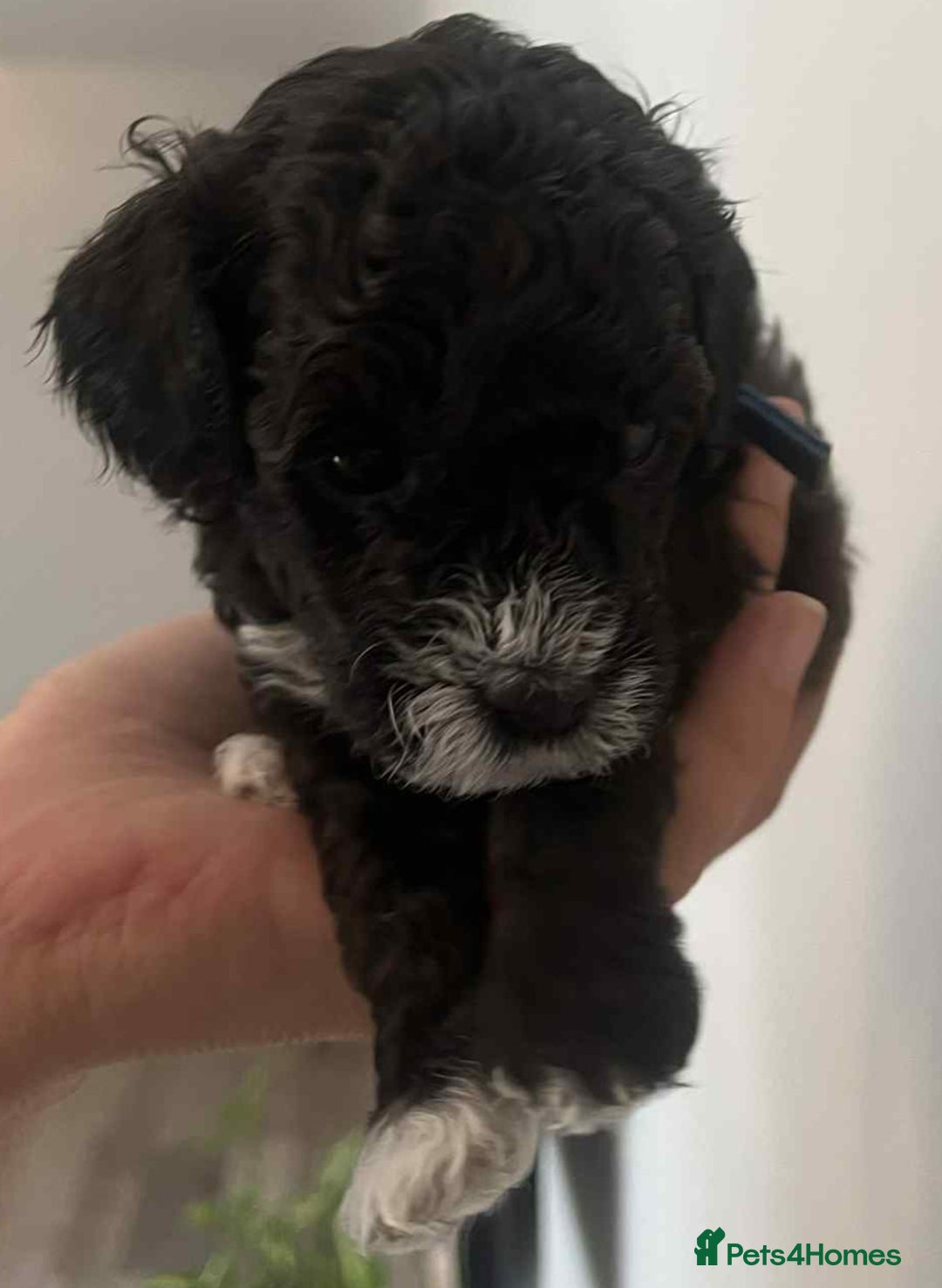 Maltipoo dogs for sale: Toy f1b maltipoos dna clear. - Image 7