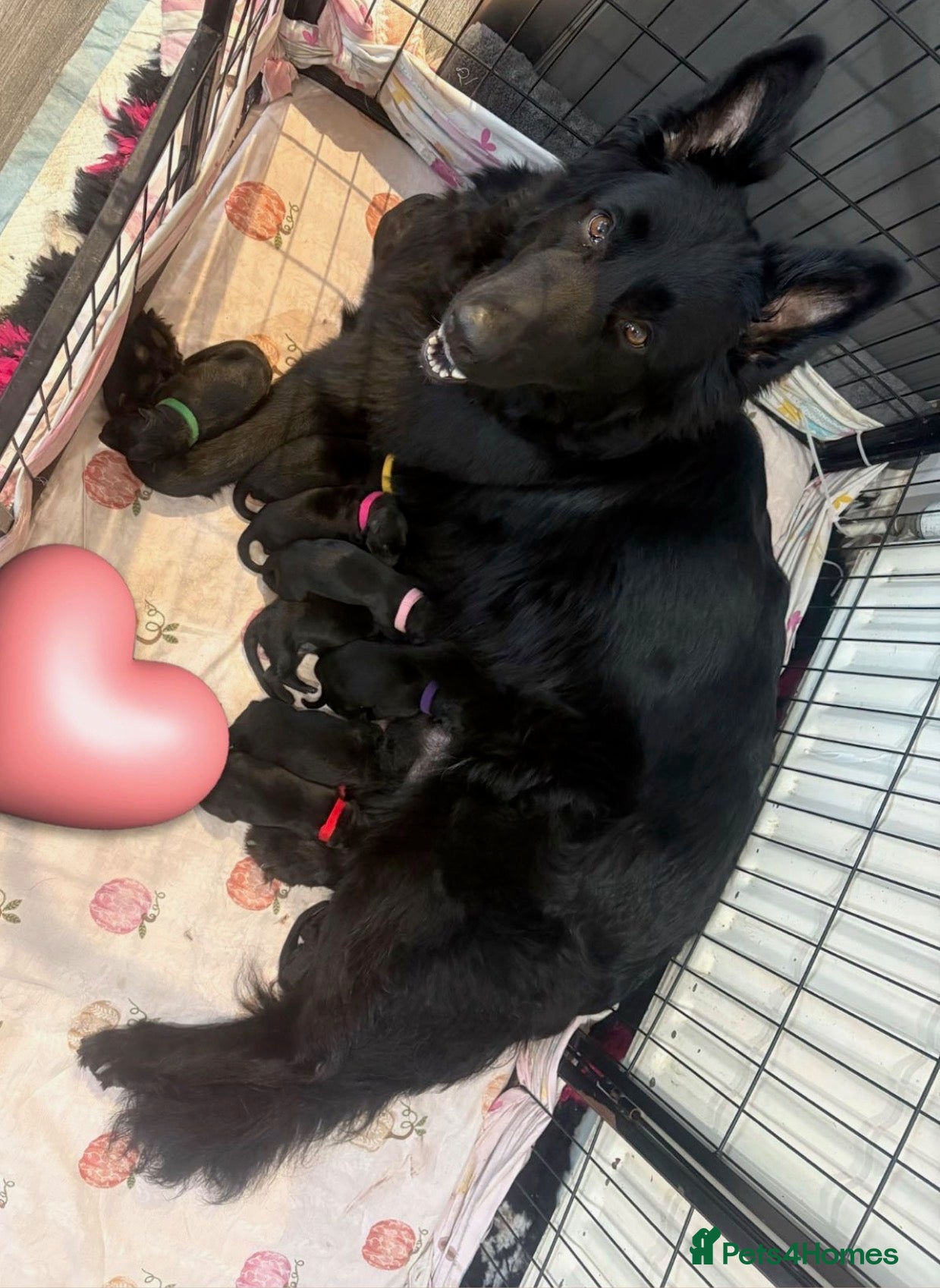 German Shepherd dogs German shepherd black  - Advert 1