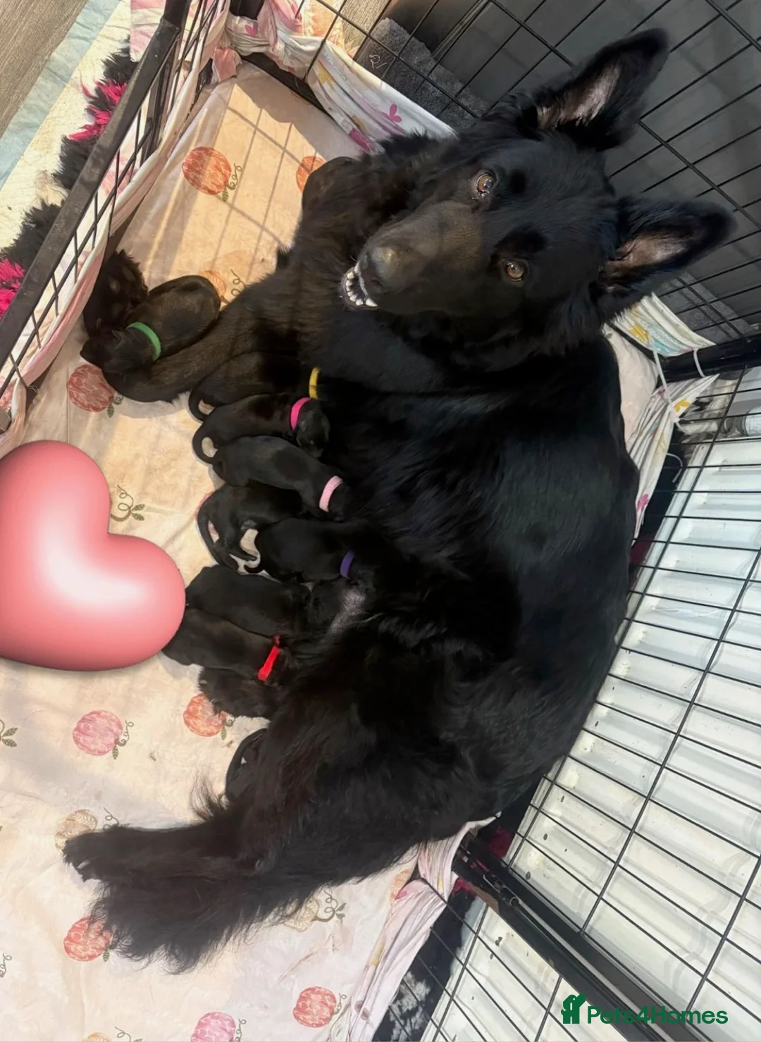 German Shepherd dogs for sale: German shepherd black  in Halifax - Advert 1