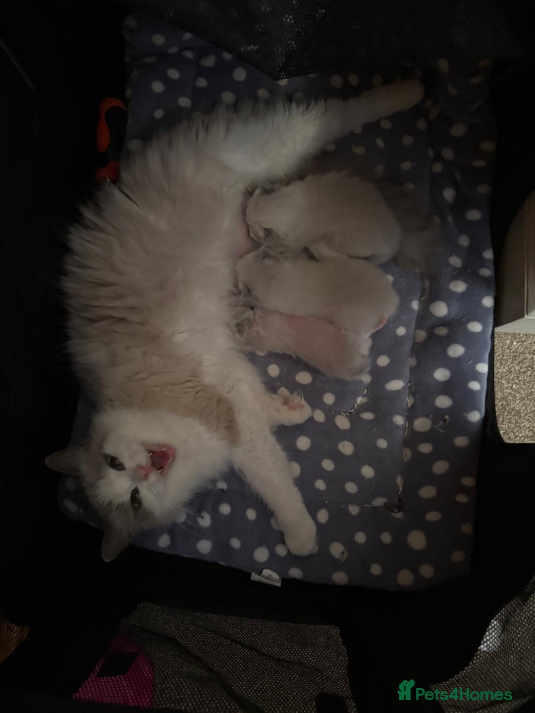 Ragdoll cats for sale: Championship Bloodline Ragdoll Kittens - Advert 3