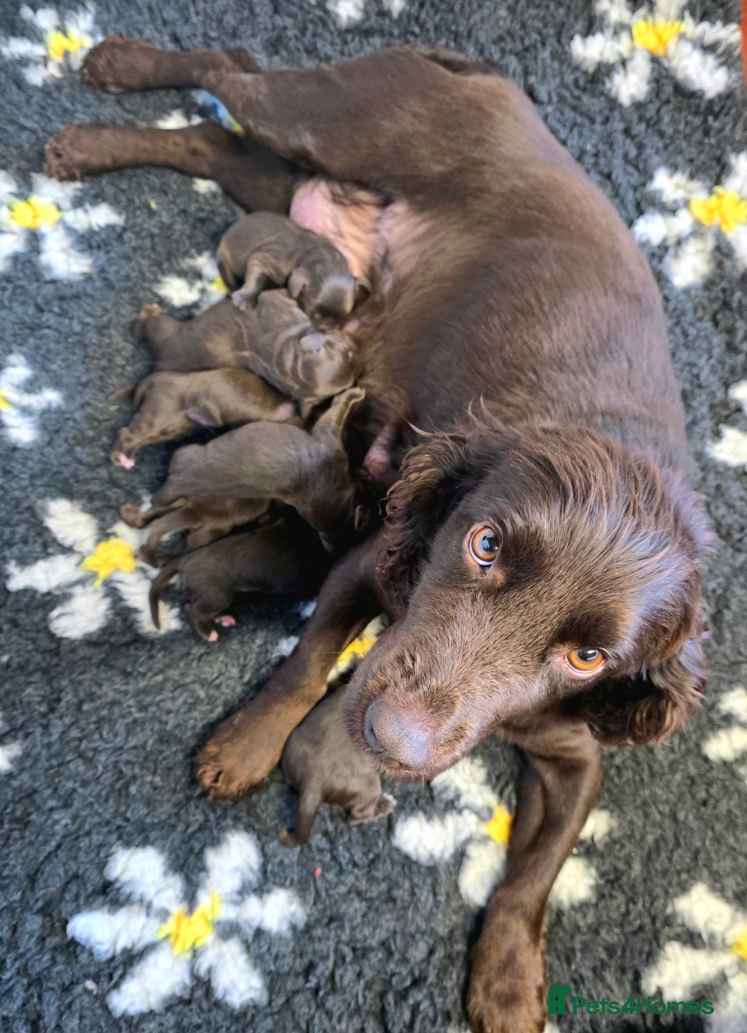 Cockerdor dogs for sale: Gorgeous Cockerdor puppies. Health Tested Parents. - Advert 5