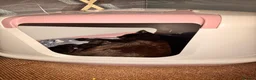 British Shorthair cats for sale: 2 kittens for sale in Lincoln - Advert 2