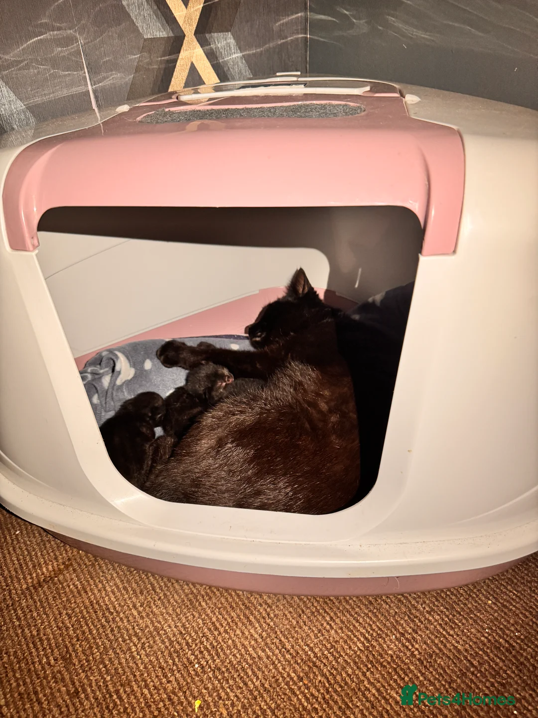 British Shorthair cats for sale: 2 kittens for sale in Lincoln - Advert 2