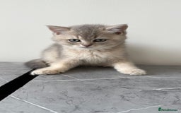 British Shorthair cats for sale: Adorable British Shorthair Kittens  - Image 5