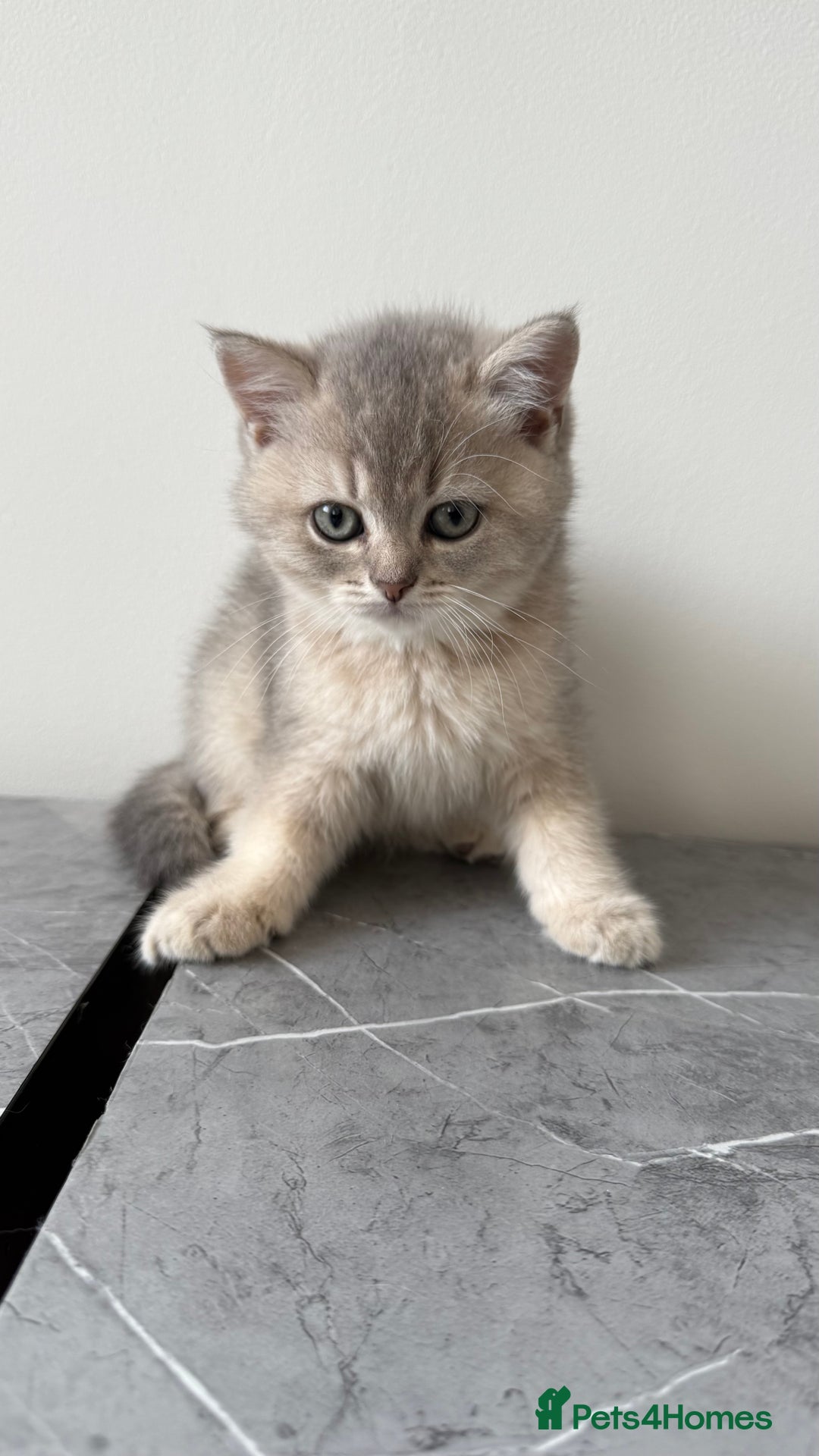 British Shorthair cats for sale: Adorable British Shorthair Kittens  - Image 5