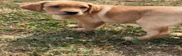 Labrador Retriever dogs for sale: Ready Boy - Fully health tested parents KC 💛🧡 - Advert 4