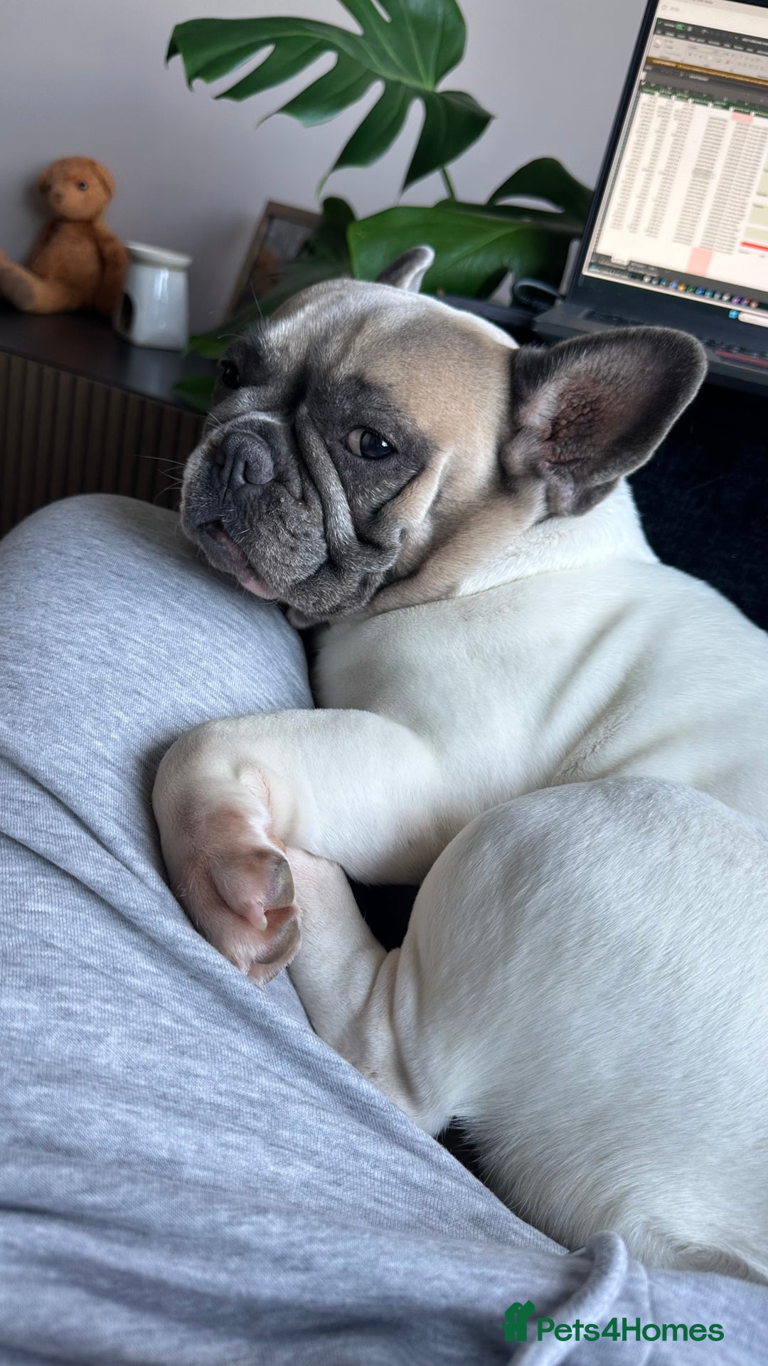 Frug dogs for sale: Female Frugs looking for forever home - Advert 3