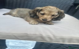 Miniature Dachshund dogs for sale: Long hair cream dachshund puppies  - Image 8
