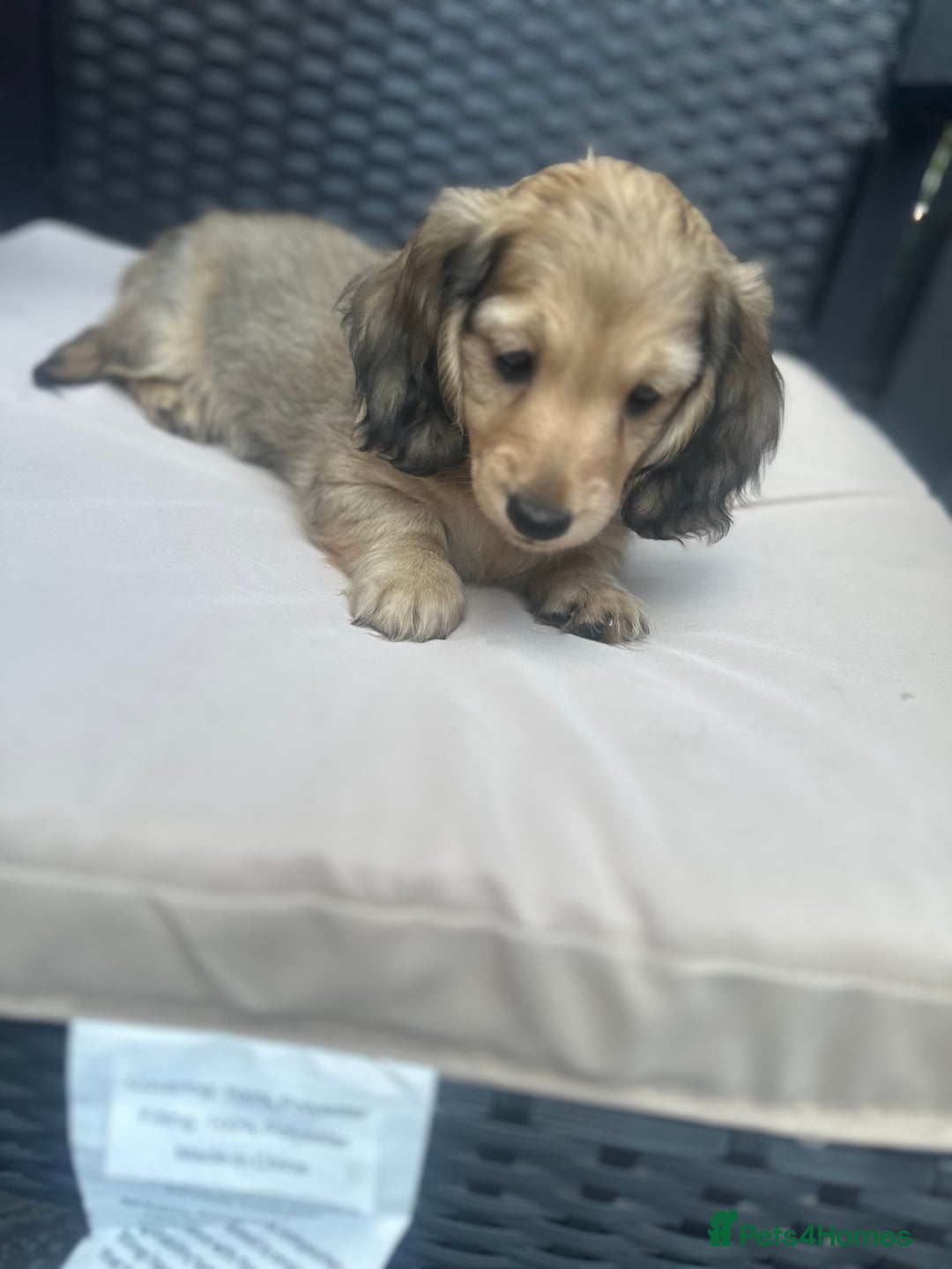Miniature Dachshund dogs for sale: Long hair cream dachshund puppies  - Image 8