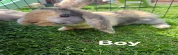 Mixed Breed rabbits for sale: Lop and lion lop half brothers - bonded. - Advert 9