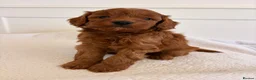 Cockapoo dogs for sale: LICENSED BREEDER HEALTH TESTED COCKAPOOS  - Advert 14