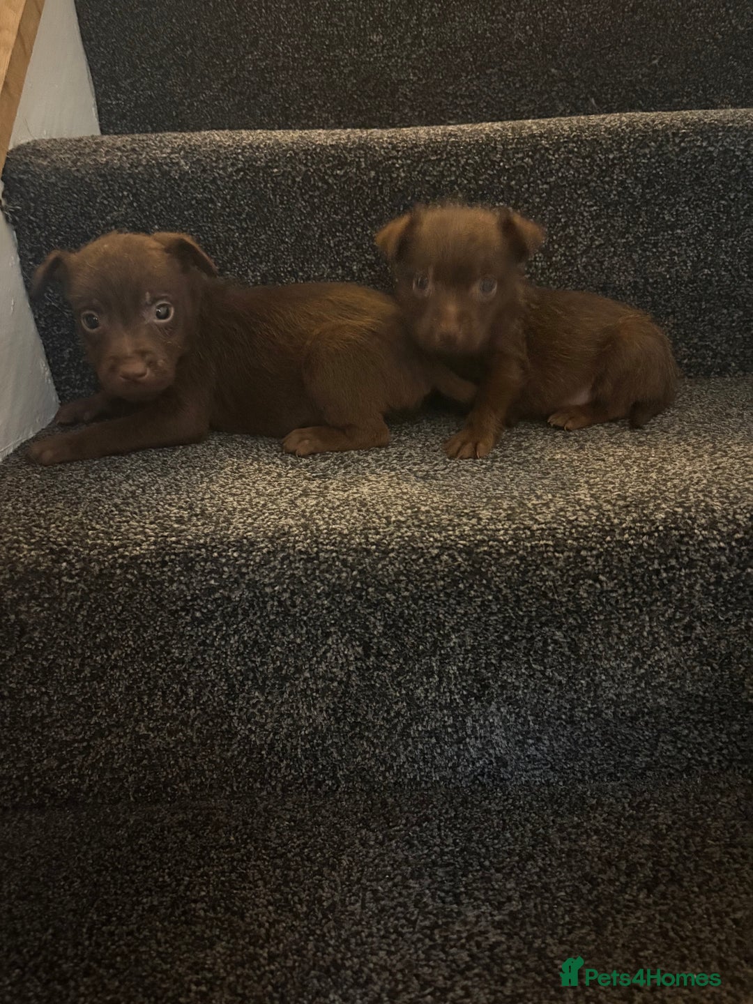 Patterdale Terrier dogs for sale: Patterdale Terrier pups  - Advert 3