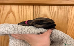 Border Terrier dogs for sale: Gorgeous Border Terrier Puppies looking for homes - Image 29