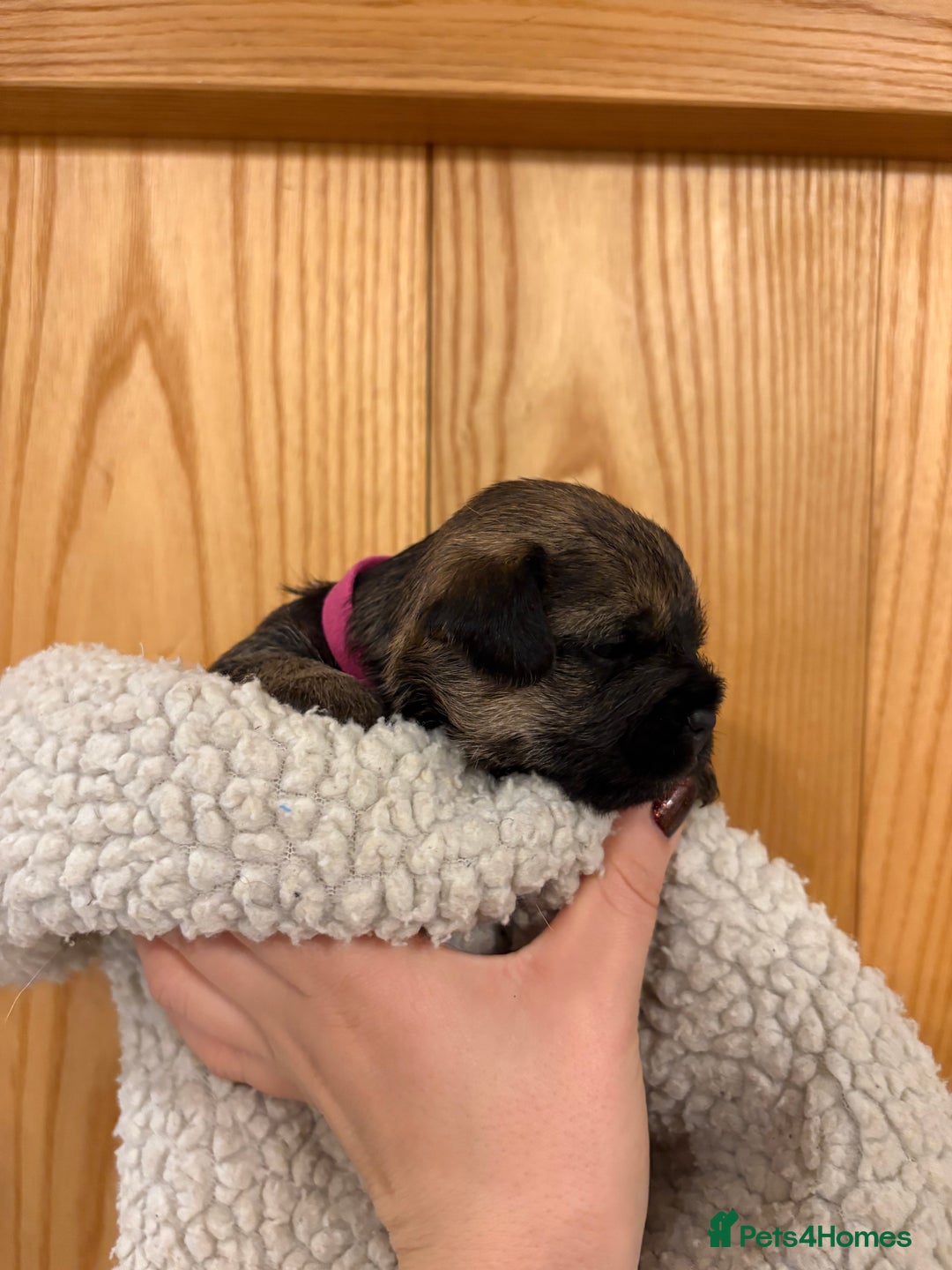 Border Terrier dogs for sale: Gorgeous Border Terrier Puppies looking for homes - Image 29