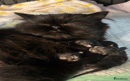 Persian cats for sale: Silver black tabby Persian mix kittens  - Image 25