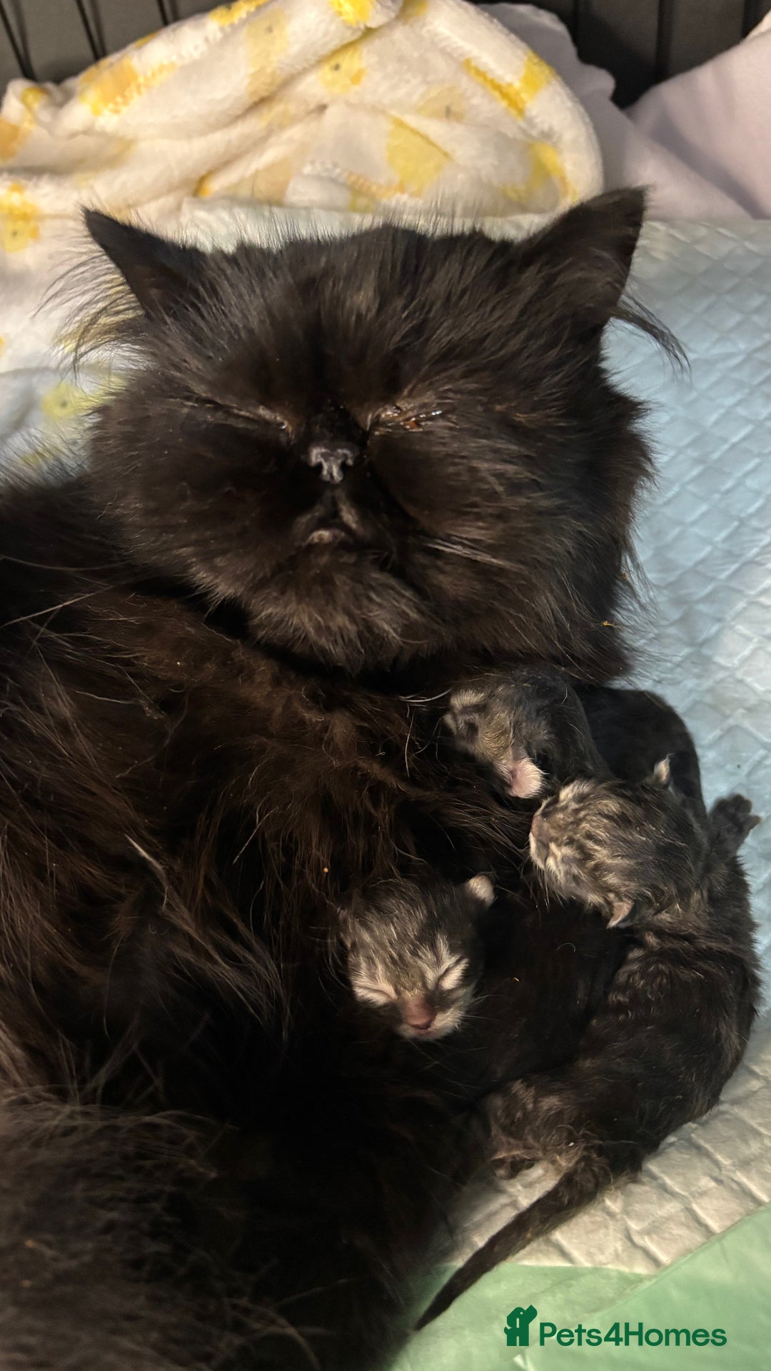 Persian cats for sale: Silver black tabby Persian mix kittens  - Image 25