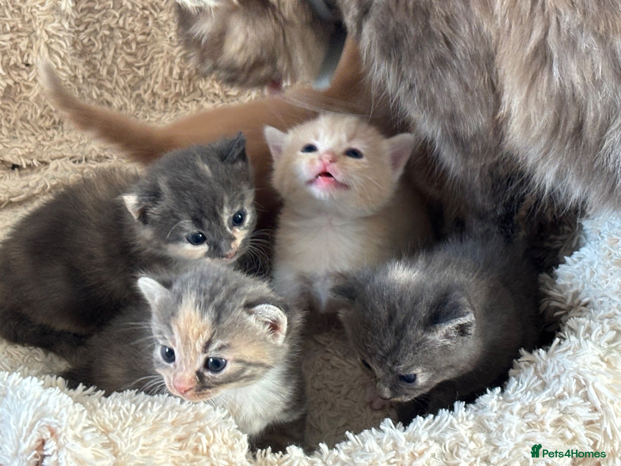 Siberian cats Beautiful Siberian Kittens-5 Boys-Hypoallergenic - Advert 8