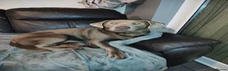Labrador Retriever dogs for stud: check out are 2 silver labrador boy Studs  - Advert 6