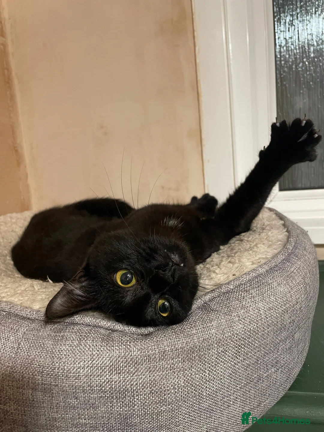 Domestic Shorthair cats for adoption: Magic and Merlin, 7 month old sibling pair  - Advert 13