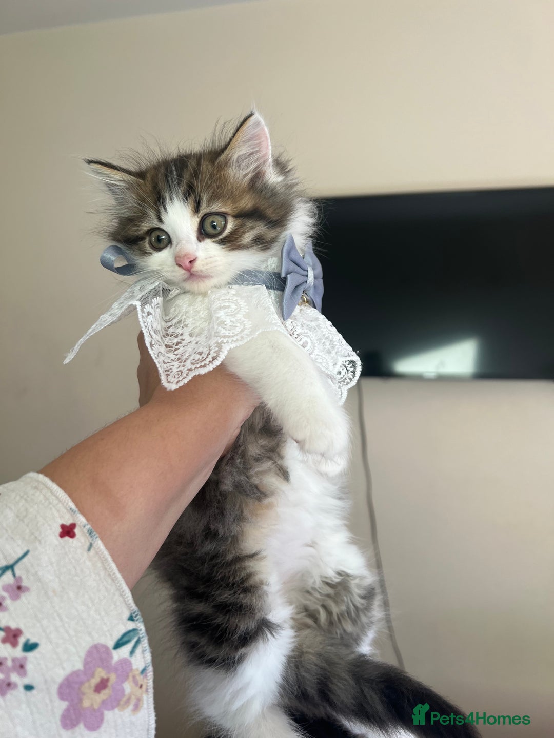 Turkish Angora cats for sale: Ragdoll/ Turkish Angora kittens last BOY/GIRL - Image 2