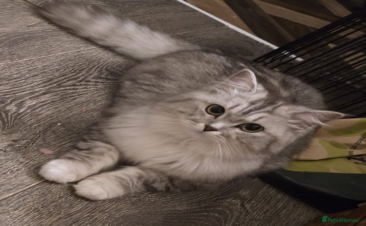 Persian cats - Advert 2