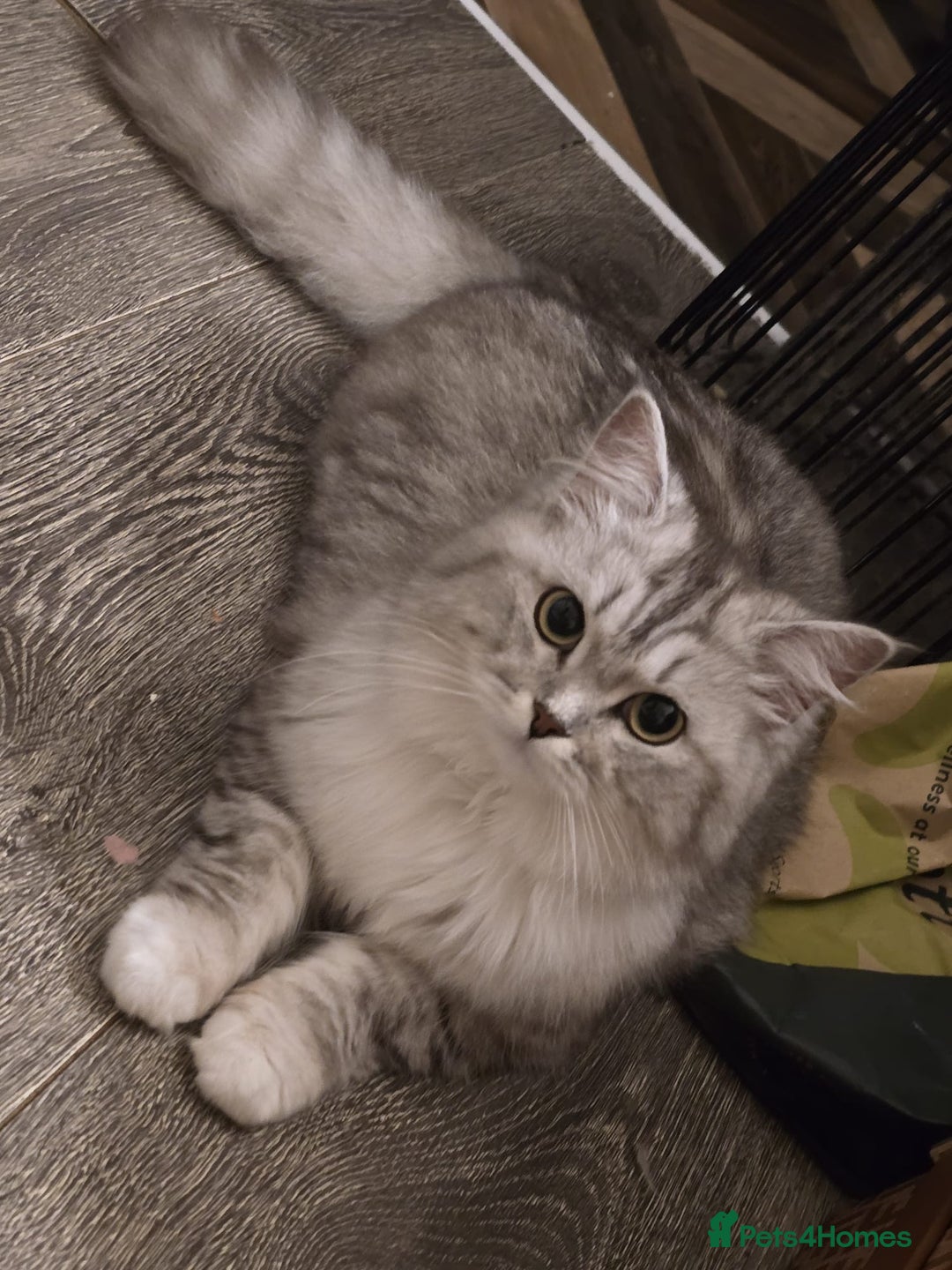 Persian cats for sale: Beautiful doll face persian - Image 1