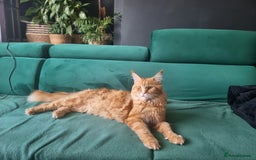 Maine Coon cats for sale: TICA REG.  Amazing kittens  - Image 32