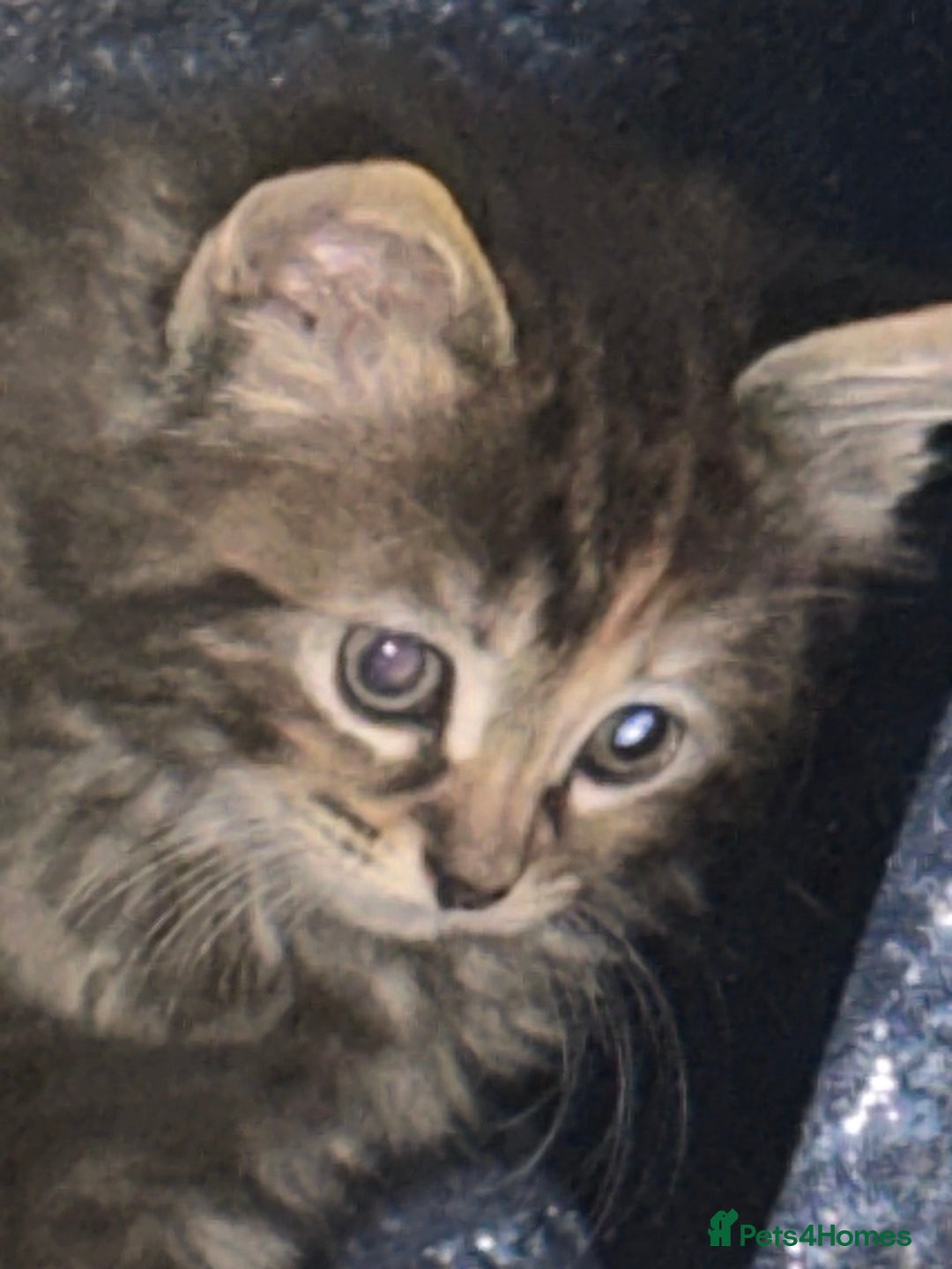 Ragcoon cats for sale: Ragdoll cross - Advert 30