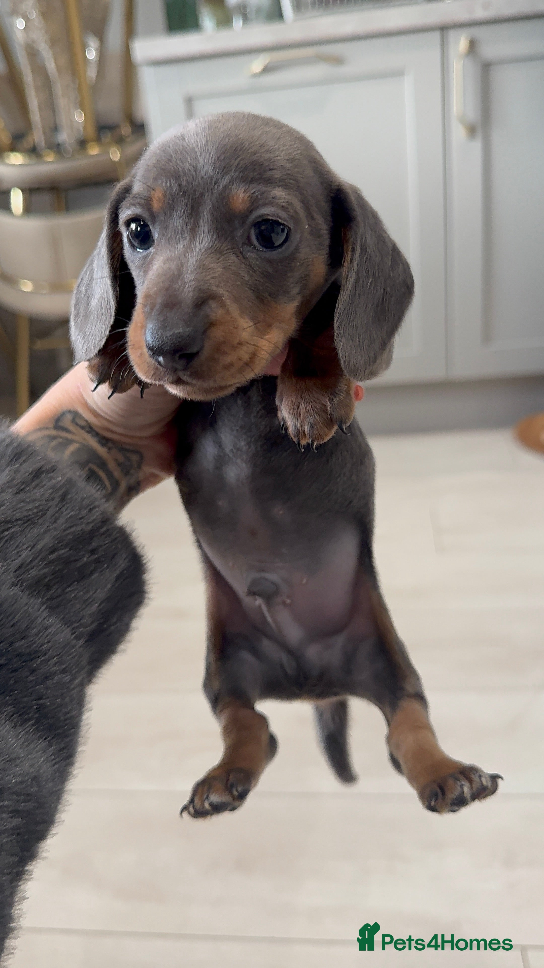 Miniature Dachshund dogs Stunning miniature sausage pups  - Advert 5