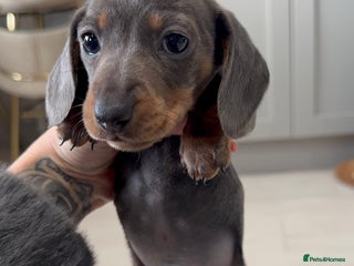 Miniature Dachshund dogs Stunning miniature sausage pups - Advert 3