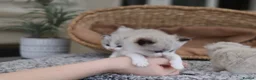 Ragdoll cats for sale: Tica Registered 💎 Ragdoll Kittens - Advert 28