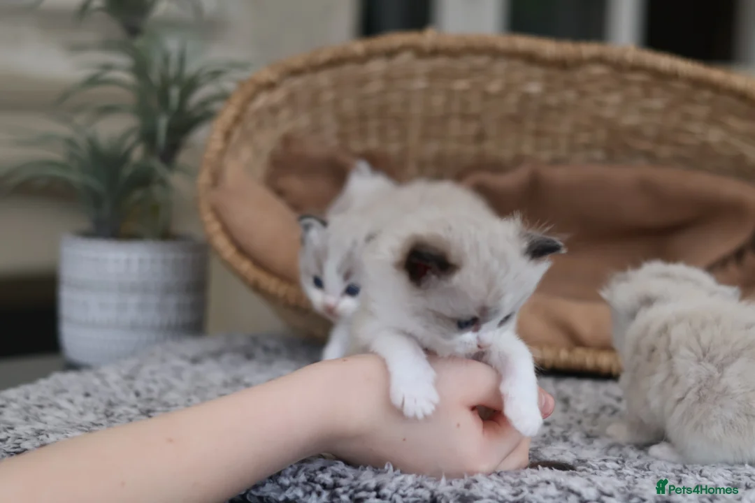 Ragdoll cats for sale: Tica Registered 💎 Ragdoll Kittens - Advert 11