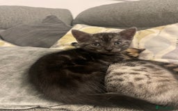 Bengal cats for sale: 🐾 Beautiful Bengal Kittens 🐾 - Image 6
