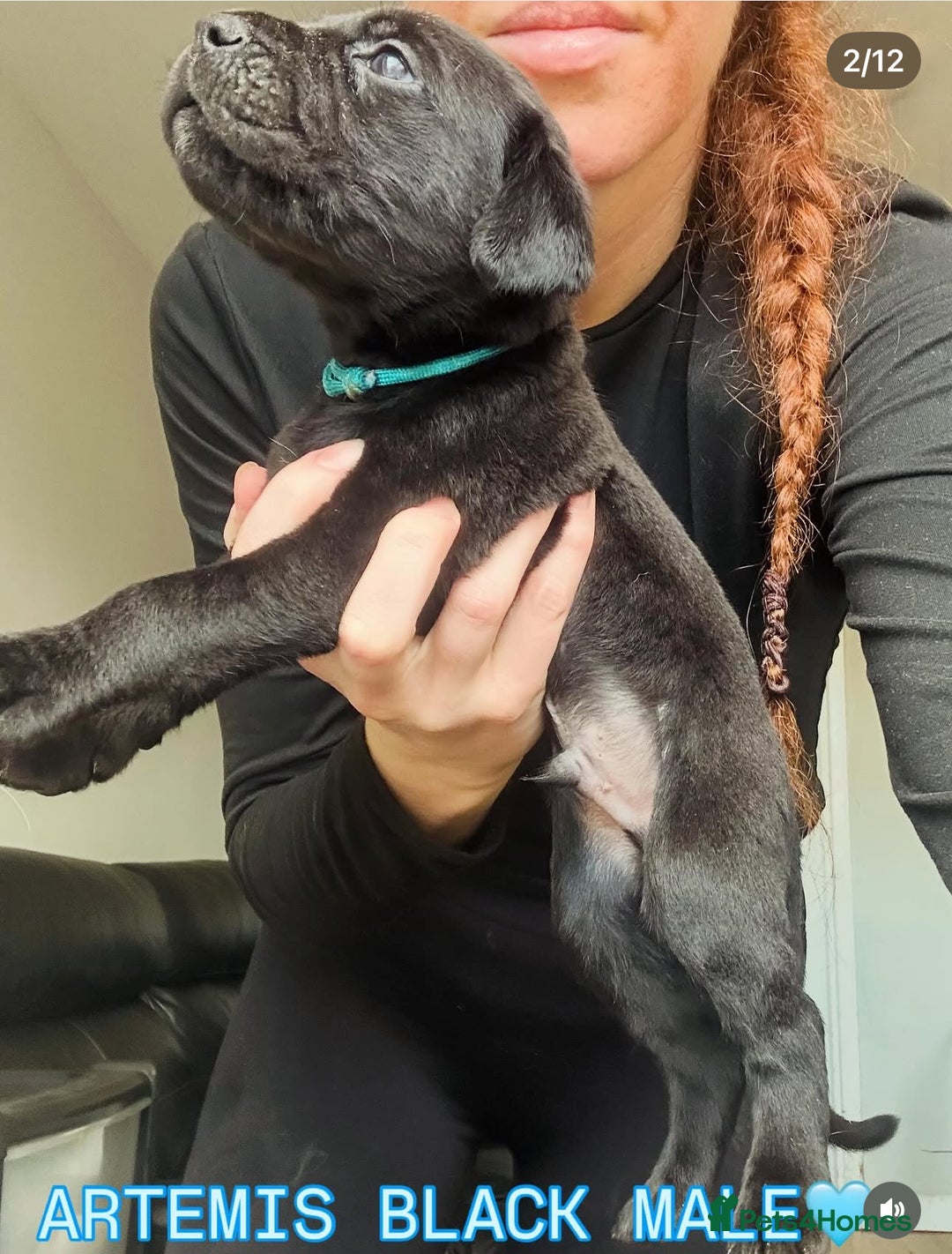 Cane Corso dogs for sale: READY REDUCED CANE CORSO - Image 17