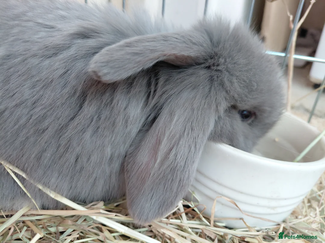 Dwarf Lop rabbits for sale: Baby mini lops - Advert 4