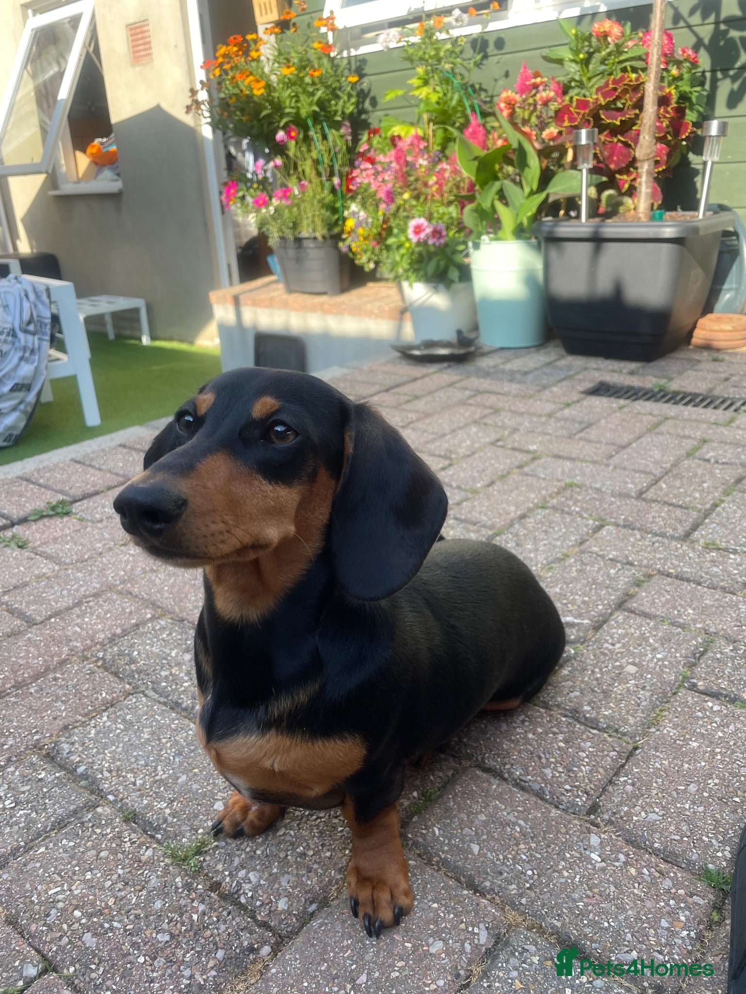 Miniature Dachshund dogs Gorgeous Miniature dachshund for sale  - Advert 11