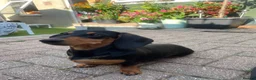 Miniature Dachshund dogs for sale: Gorgeous Miniature dachshund for sale  in Dawlish - Advert 1