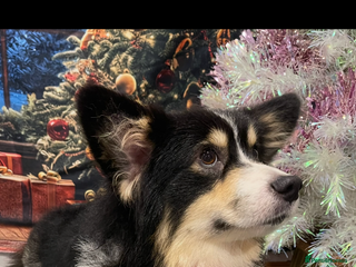 Welsh Corgi Pembroke dogs Quality Welsh Corgi stud Proven - Advert 3